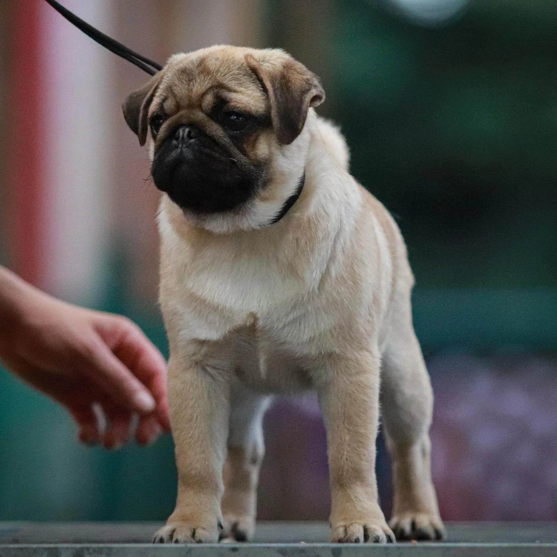 Élevage de Carlins – Le Val de l’Enchanteur | Chiots LOF en France
