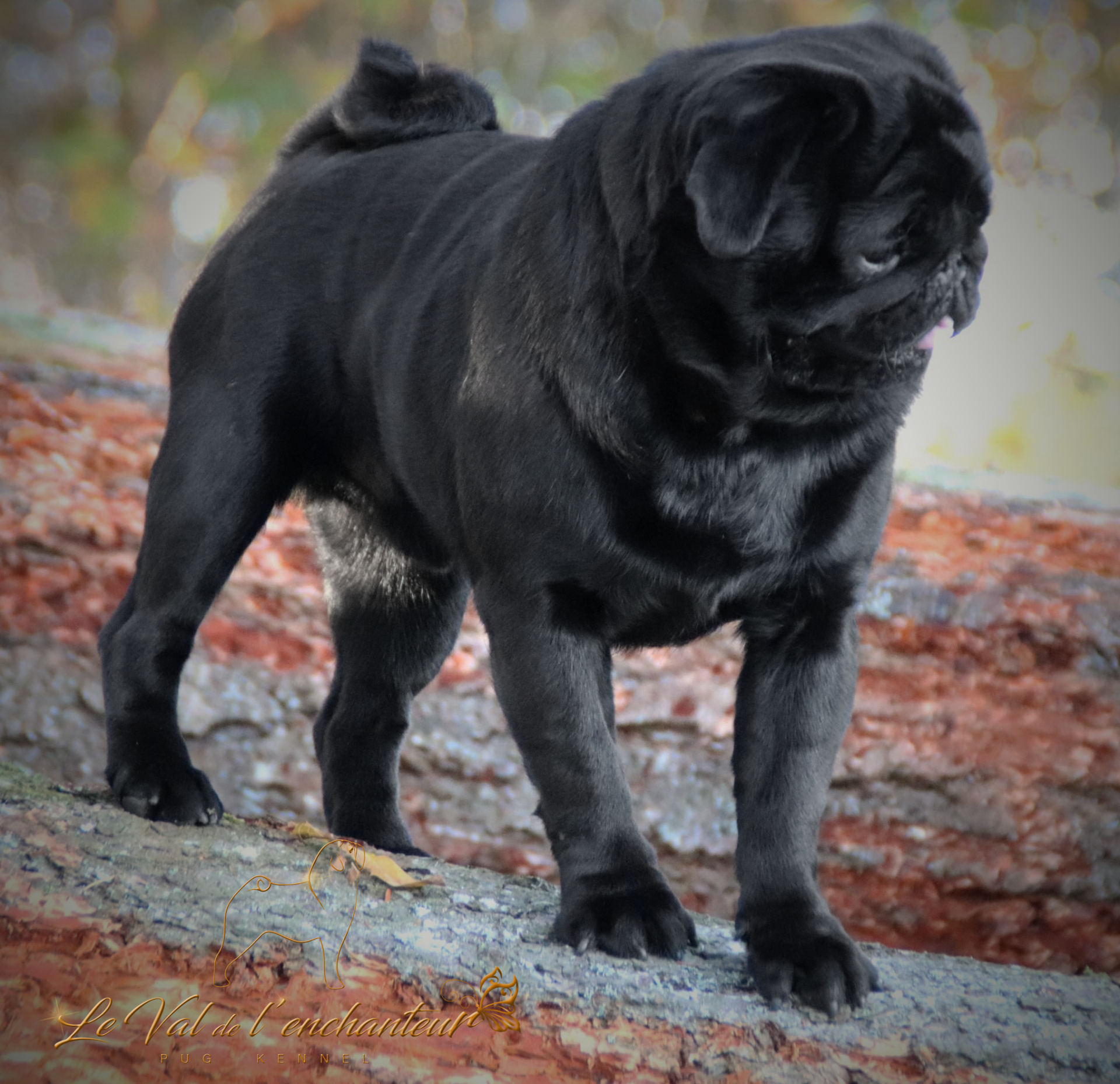 Élevage de Carlins – Le Val de l’Enchanteur | Chiots LOF en France