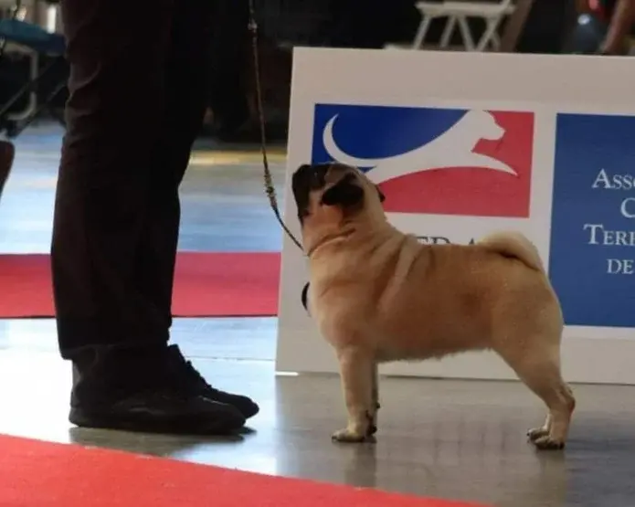 mops