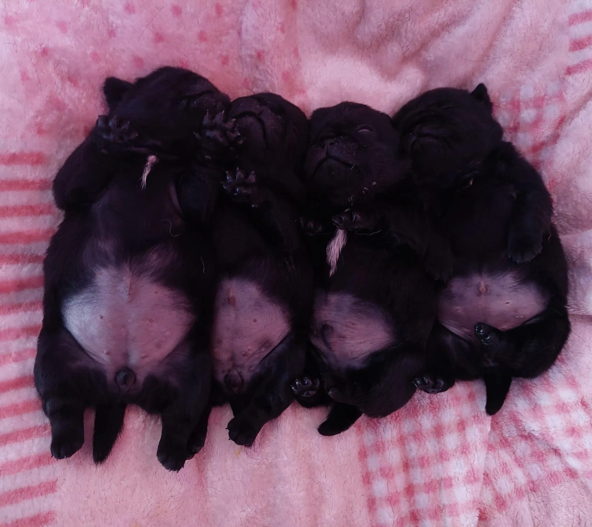 Élevage de Carlins – Le Val de l’Enchanteur | Chiots LOF en France