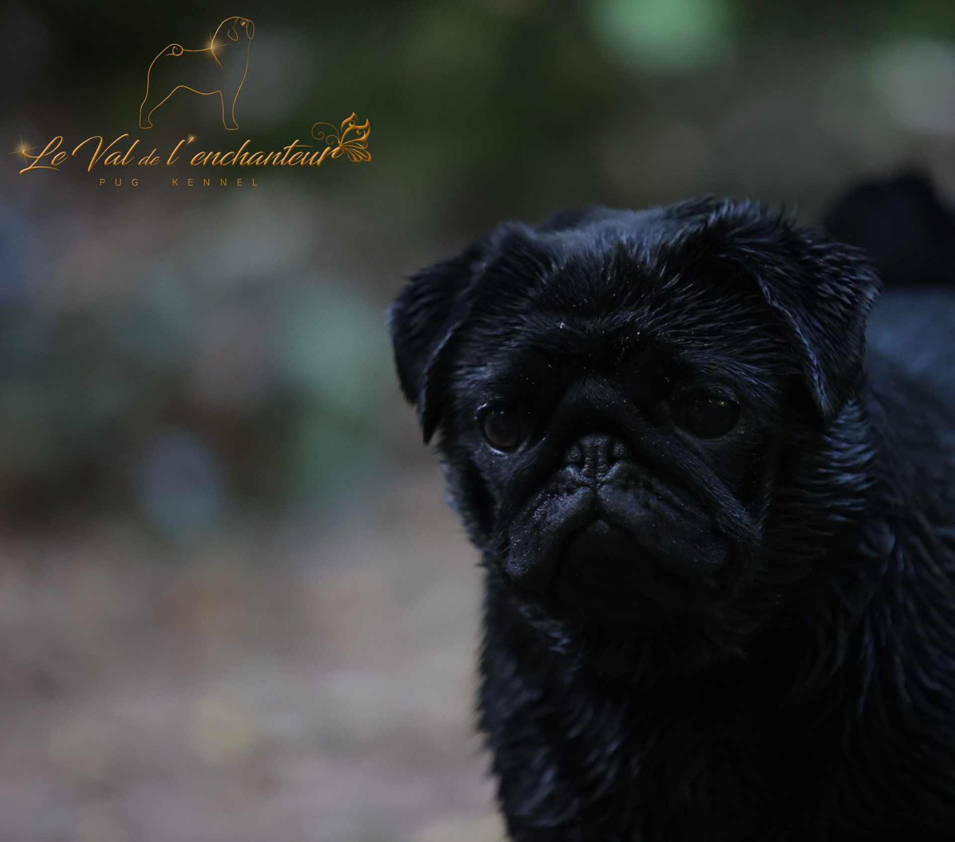 Élevage de Carlins – Le Val de l’Enchanteur | Chiots LOF en France