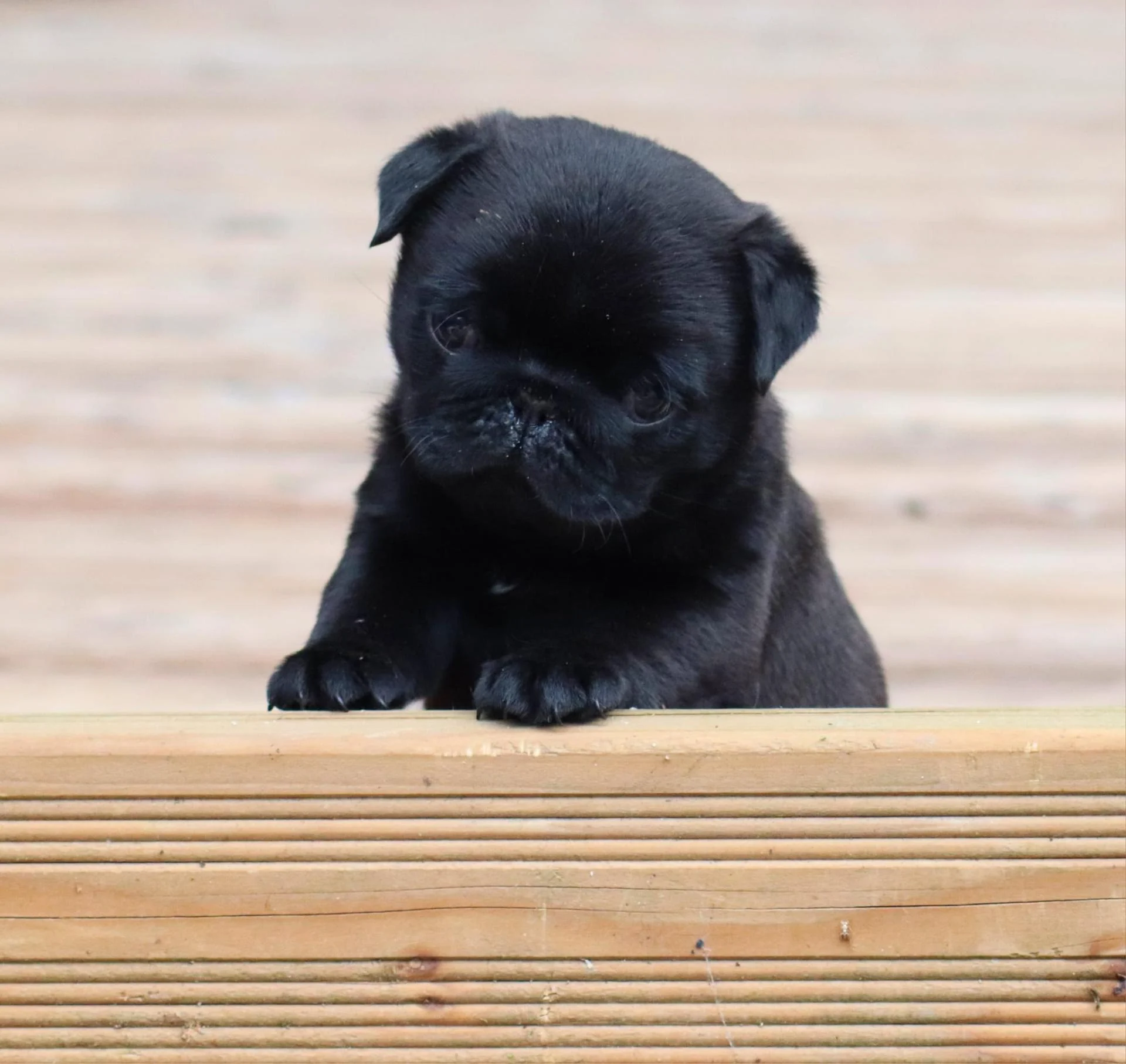 Élevage de Carlins – Le Val de l’Enchanteur | Chiots LOF en France