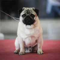 Élevage de Carlins – Le Val de l’Enchanteur | Chiots LOF en France