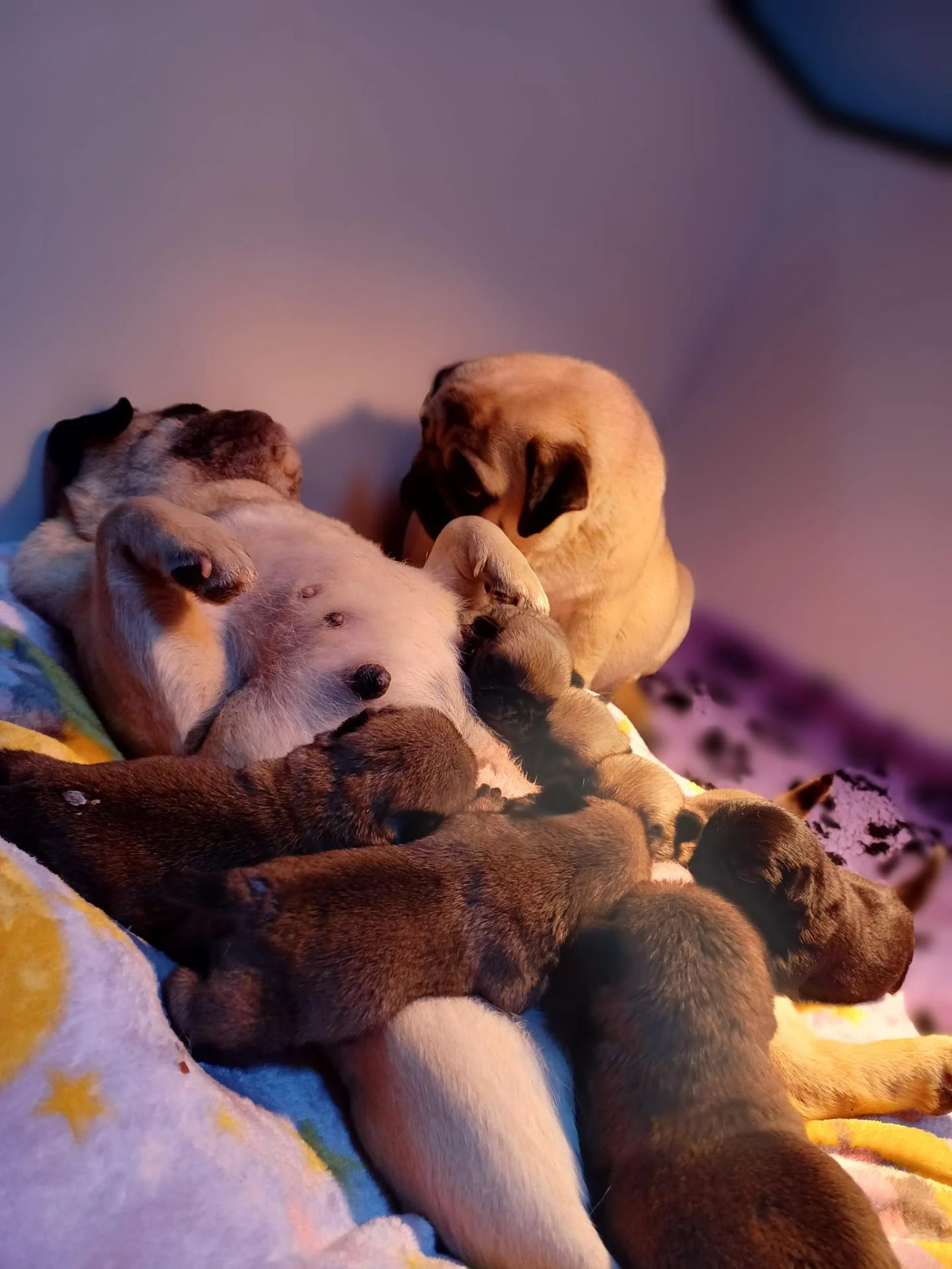 Élevage de Carlins – Le Val de l’Enchanteur | Chiots LOF en France
