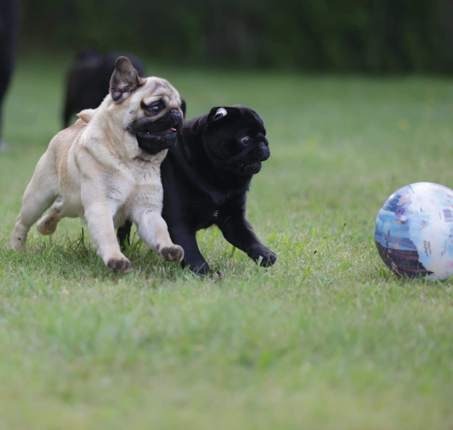 mops