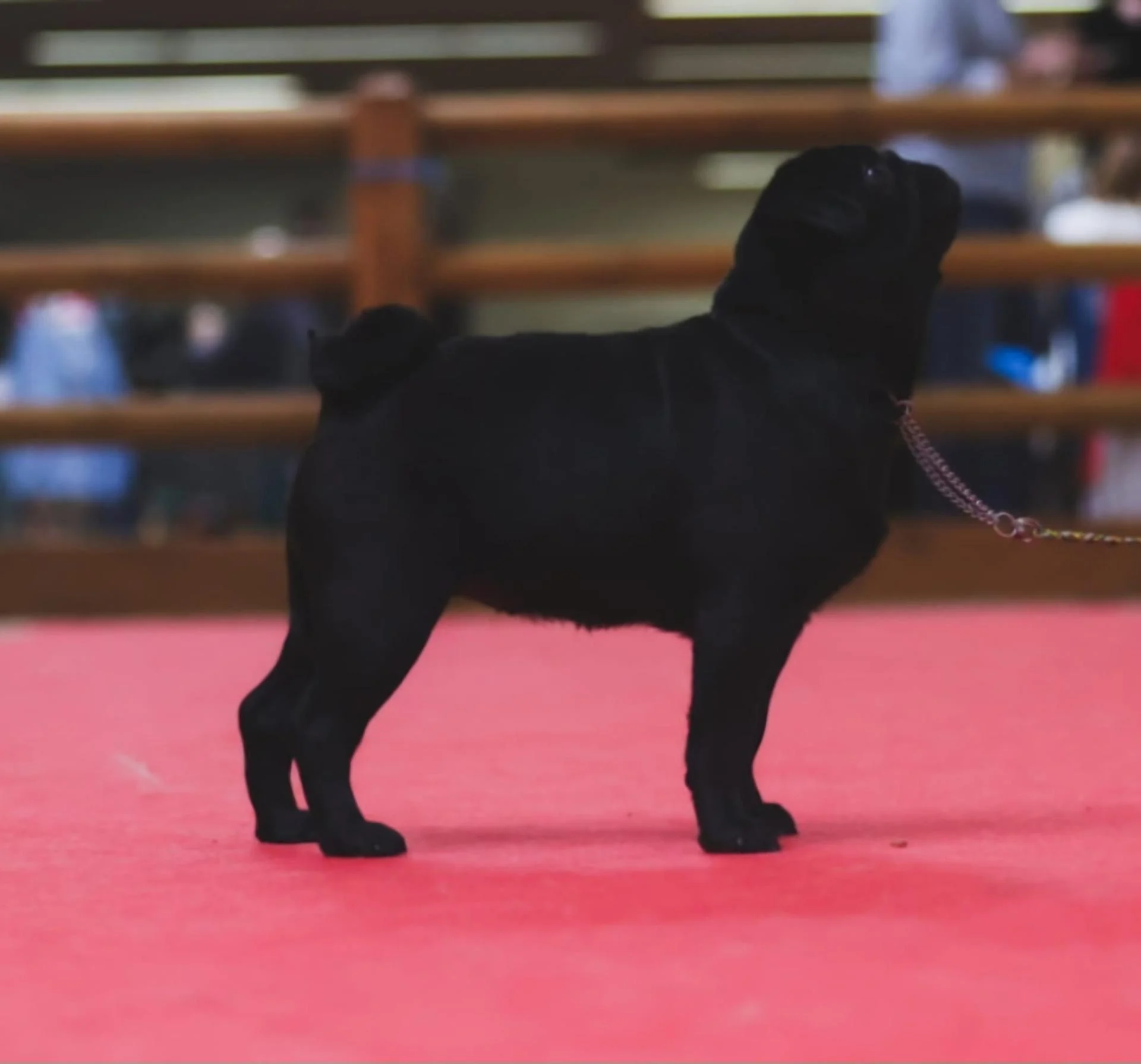 Élevage de Carlins – Le Val de l’Enchanteur | Chiots LOF en France