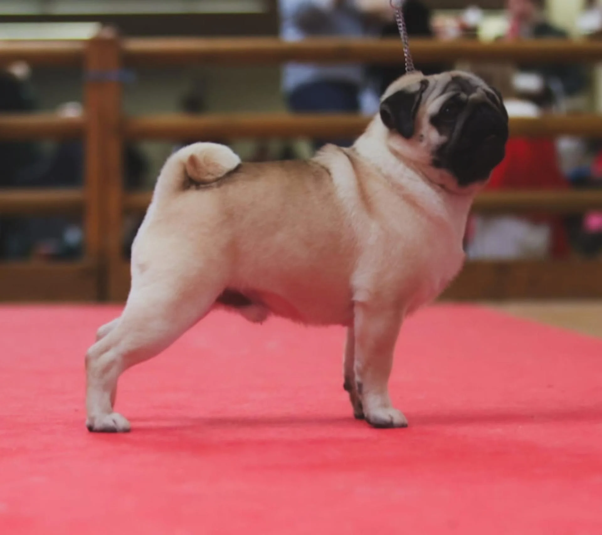 Élevage de Carlins – Le Val de l’Enchanteur | Chiots LOF en France