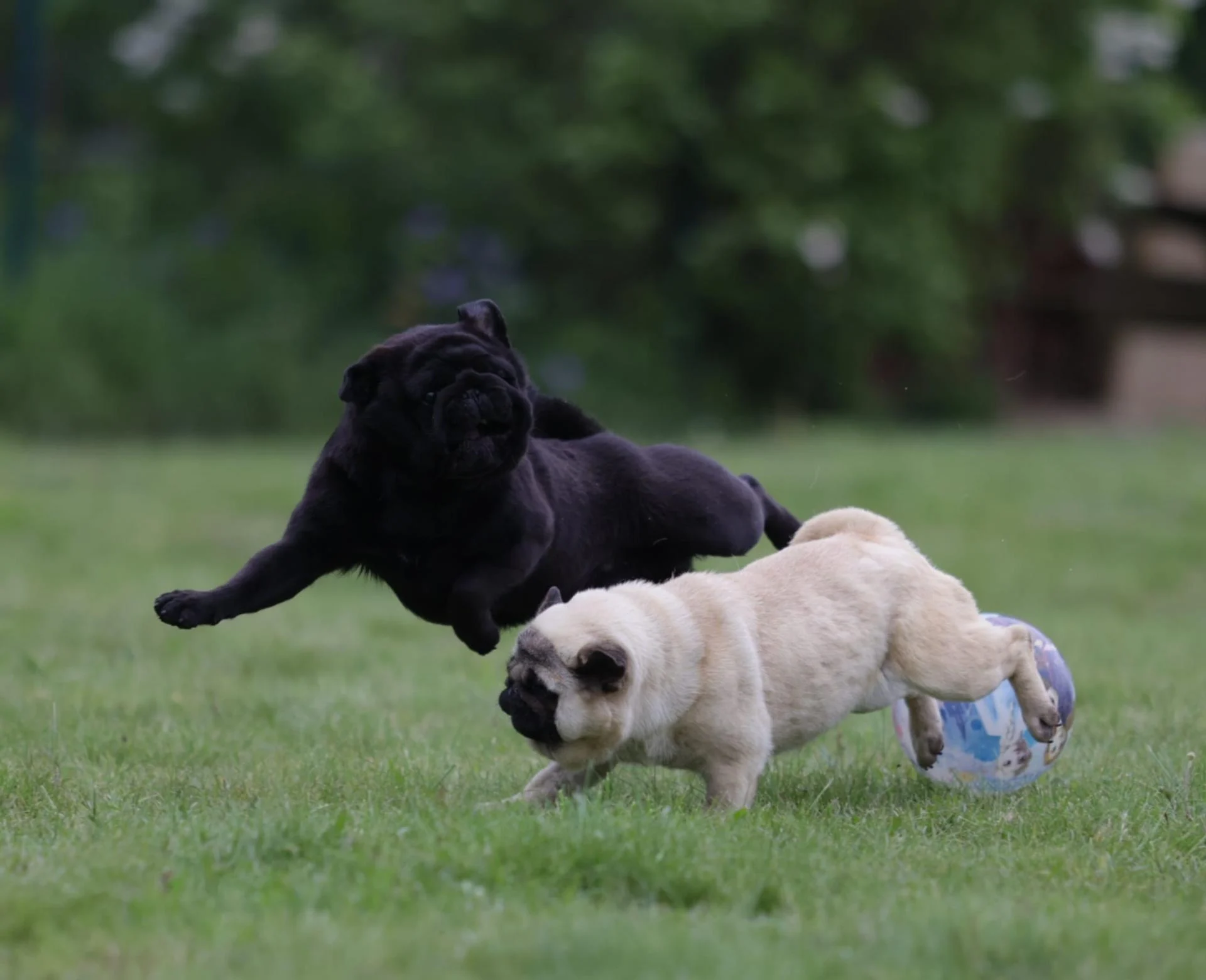 mops