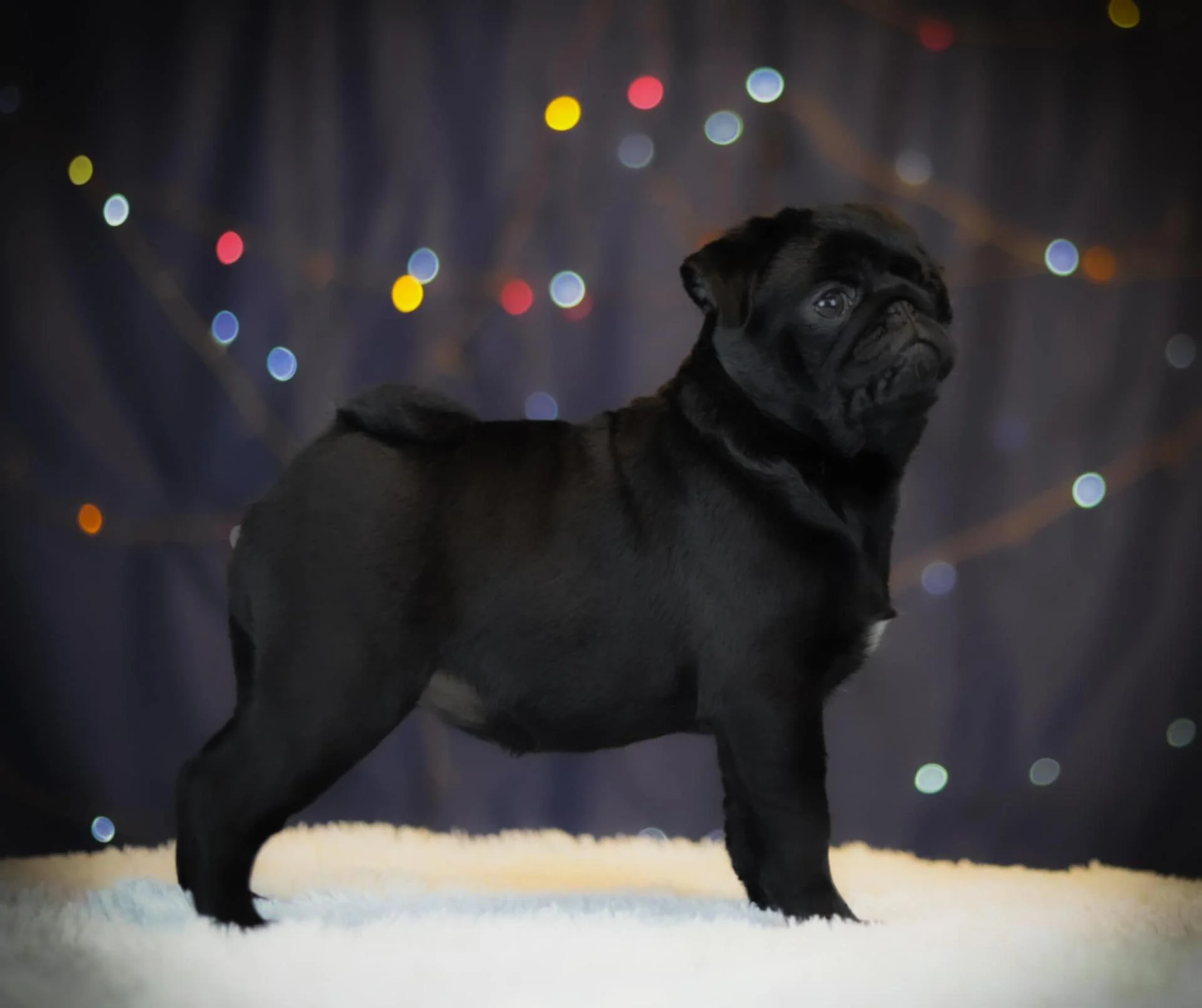 Élevage de Carlins – Le Val de l’Enchanteur | Chiots LOF en France