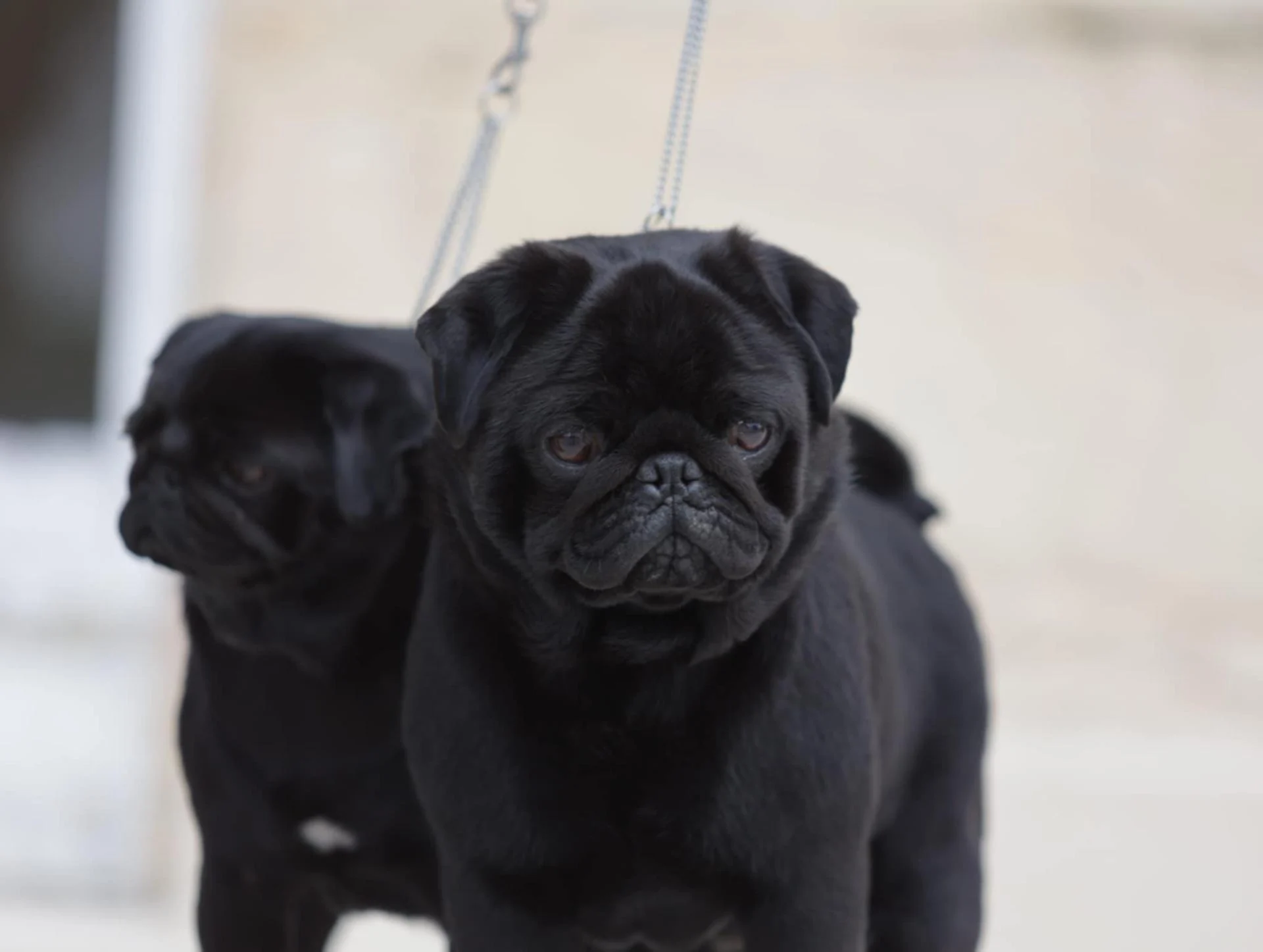 Élevage de Carlins – Le Val de l’Enchanteur | Chiots LOF en France