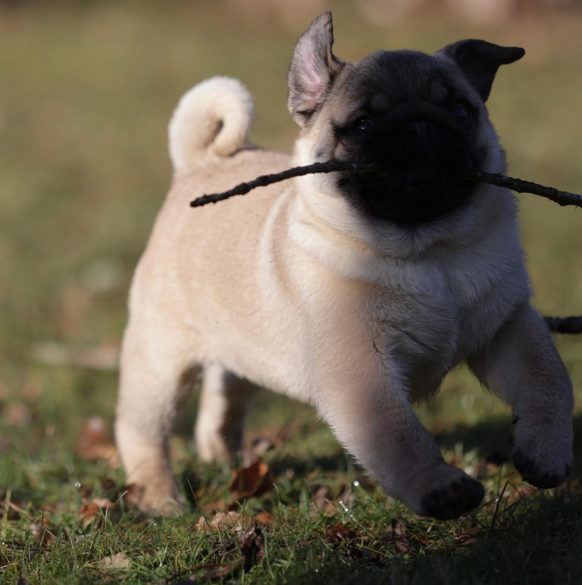Élevage de Carlins – Le Val de l’Enchanteur | Chiots LOF en France