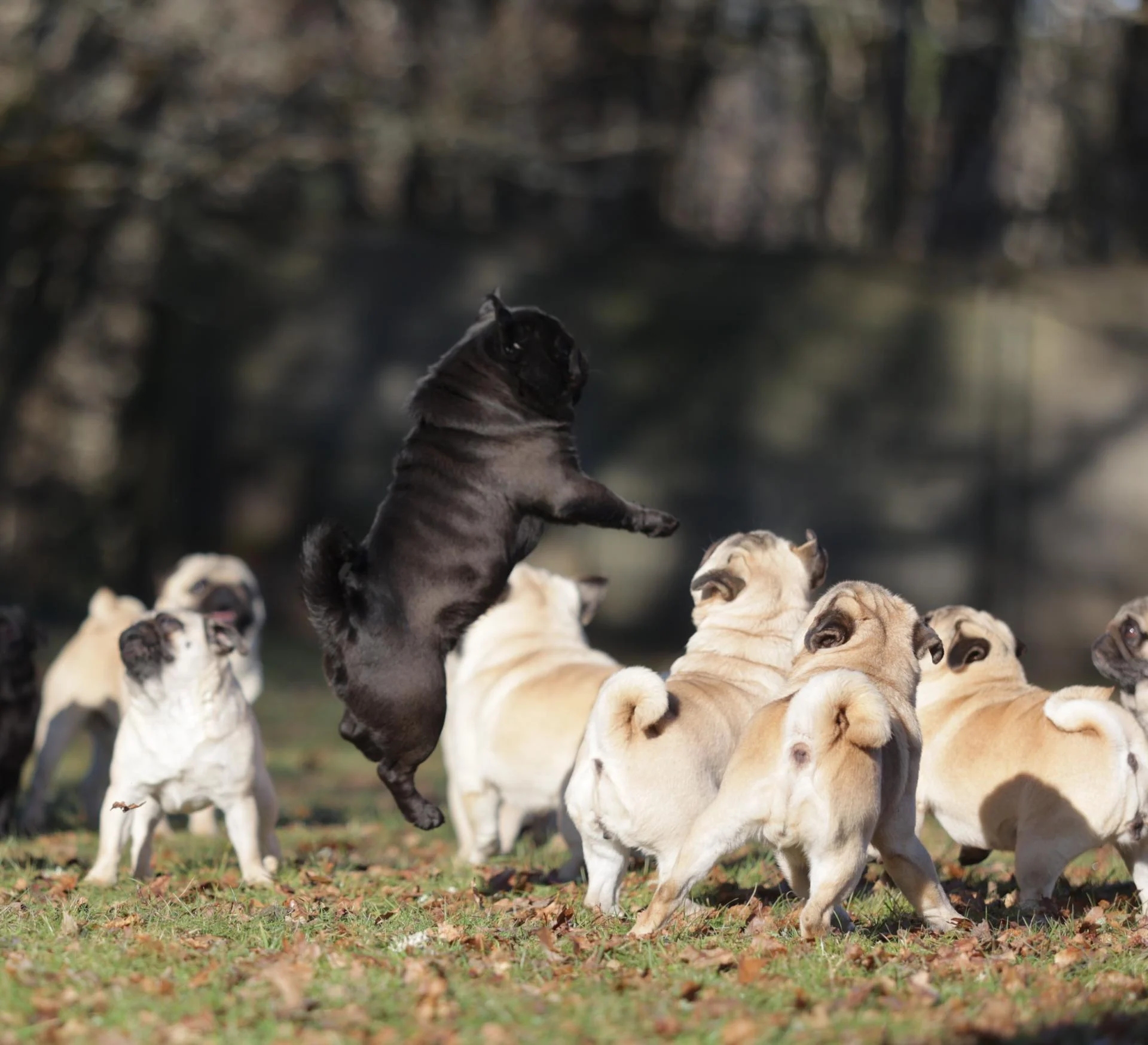 mops