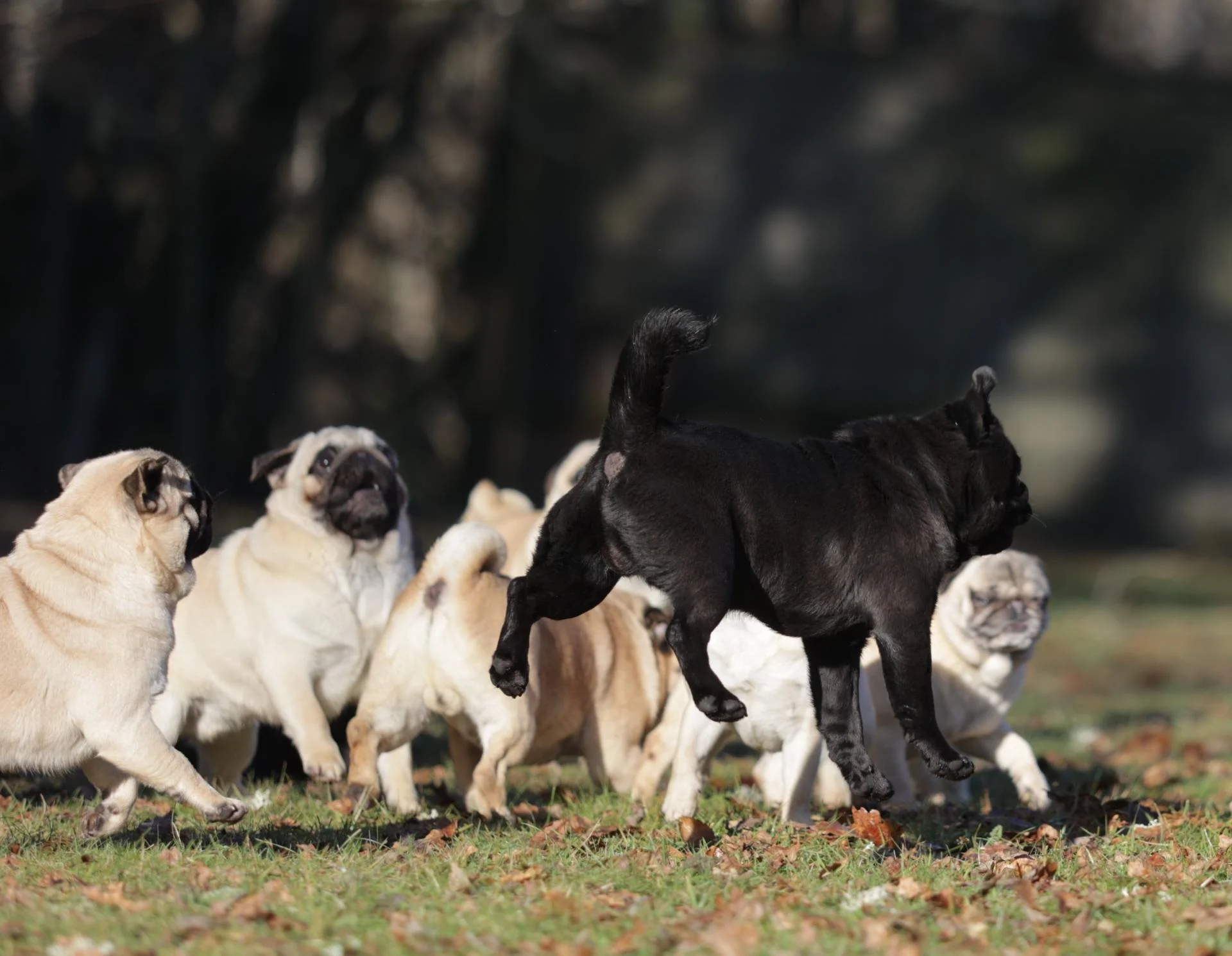 mops