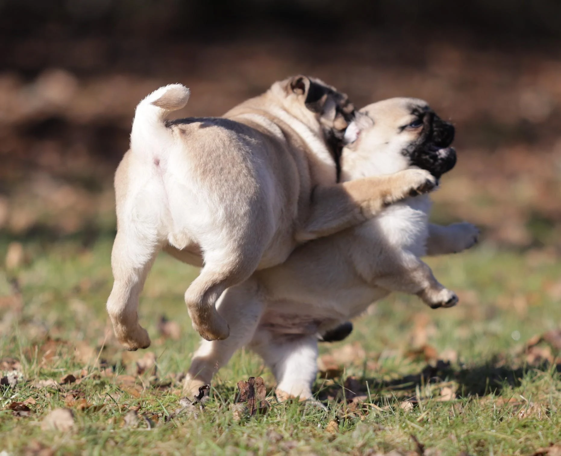 mops