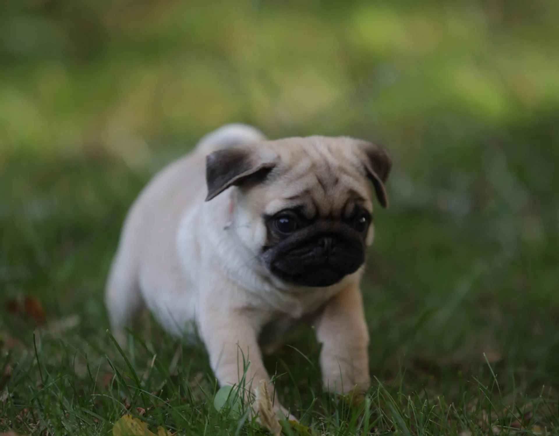 Élevage de Carlins – Le Val de l’Enchanteur | Chiots LOF en Fran