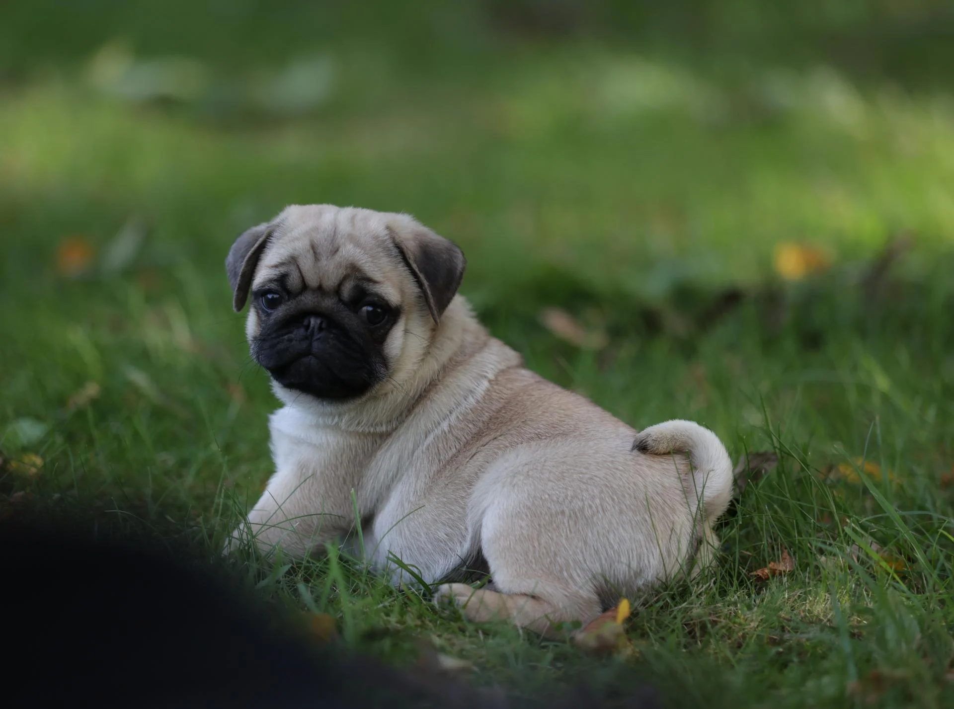 Élevage de Carlins – Le Val de l’Enchanteur | Chiots LOF en France