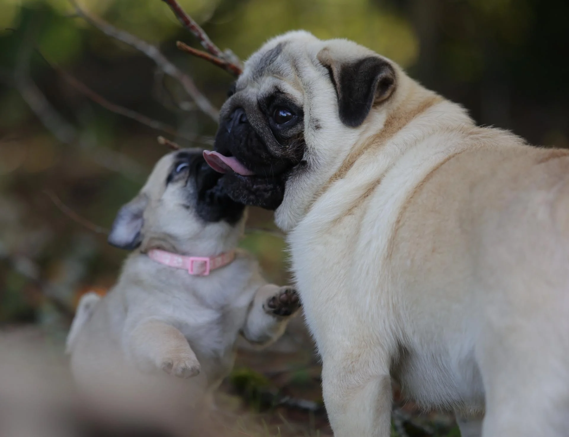 Élevage de Carlins – Le Val de l’Enchanteur | Chiots LOF en France