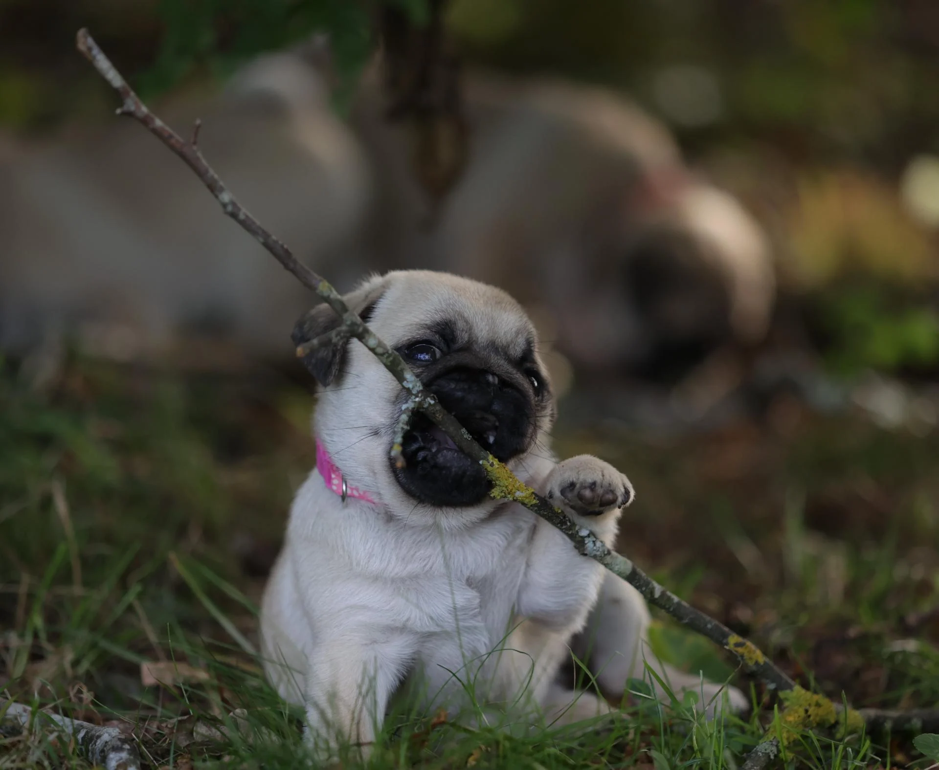 Élevage de Carlins – Le Val de l’Enchanteur | Chiots LOF en Fran