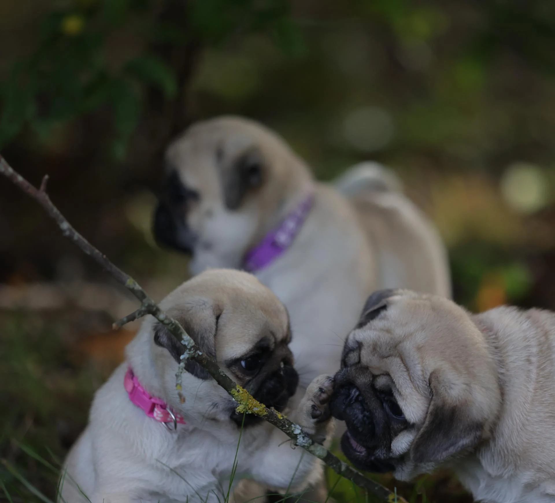 Élevage de Carlins – Le Val de l’Enchanteur | Chiots LOF en France