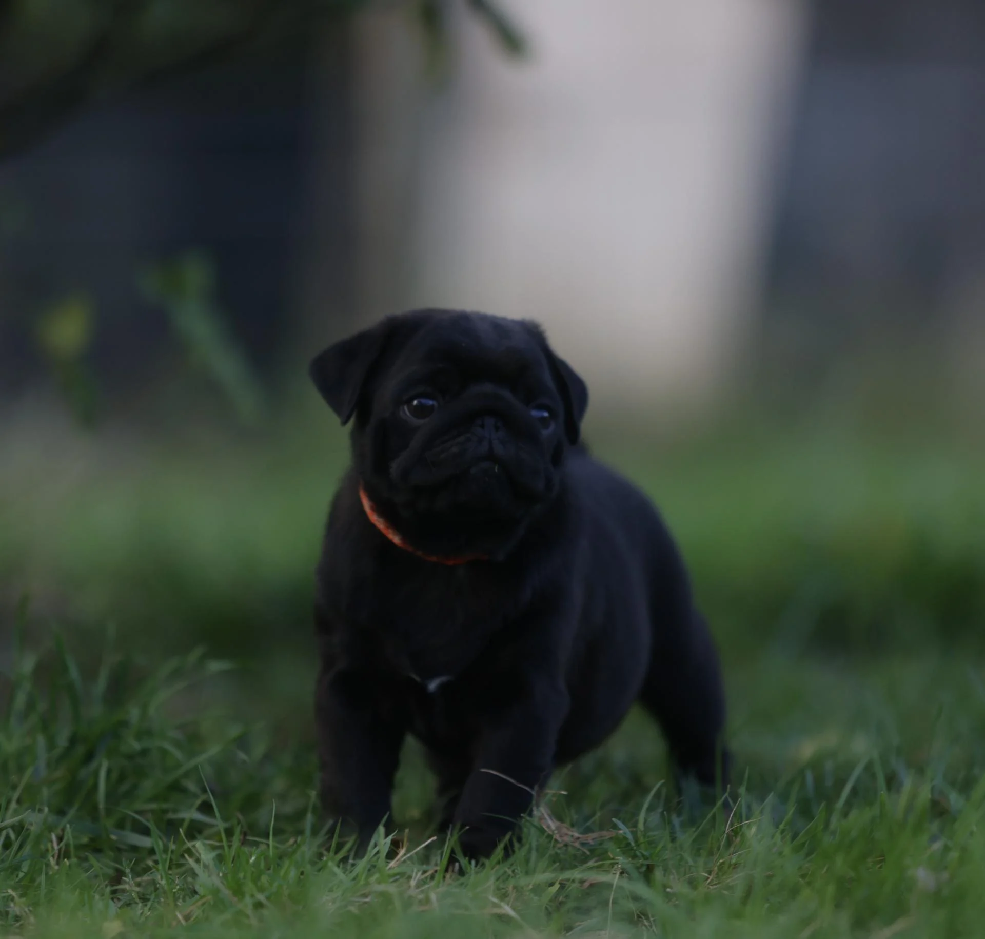 Élevage de Carlins – Le Val de l’Enchanteur | Chiots LOF en Fran