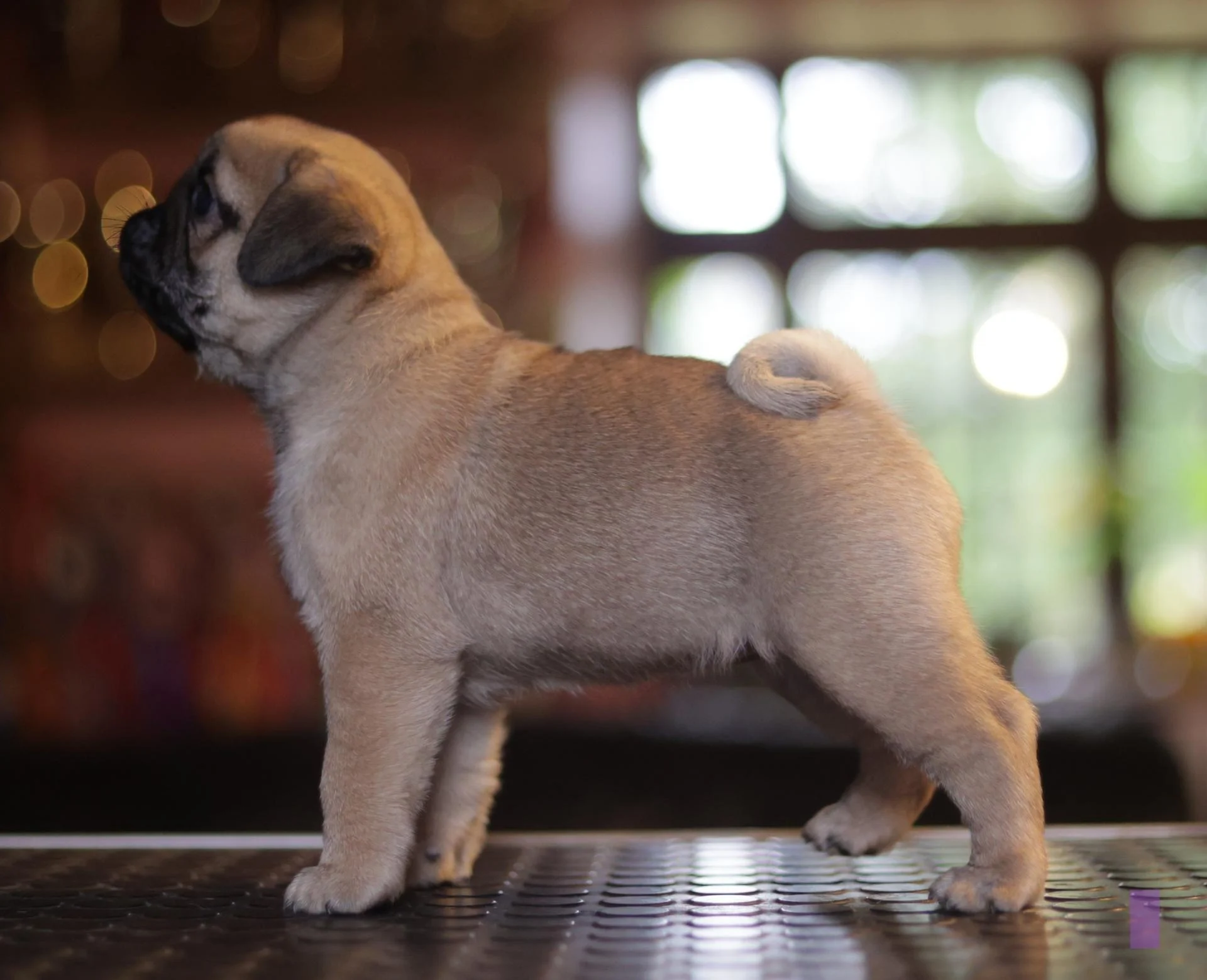Élevage de Carlins – Le Val de l’Enchanteur | Chiots LOF en France