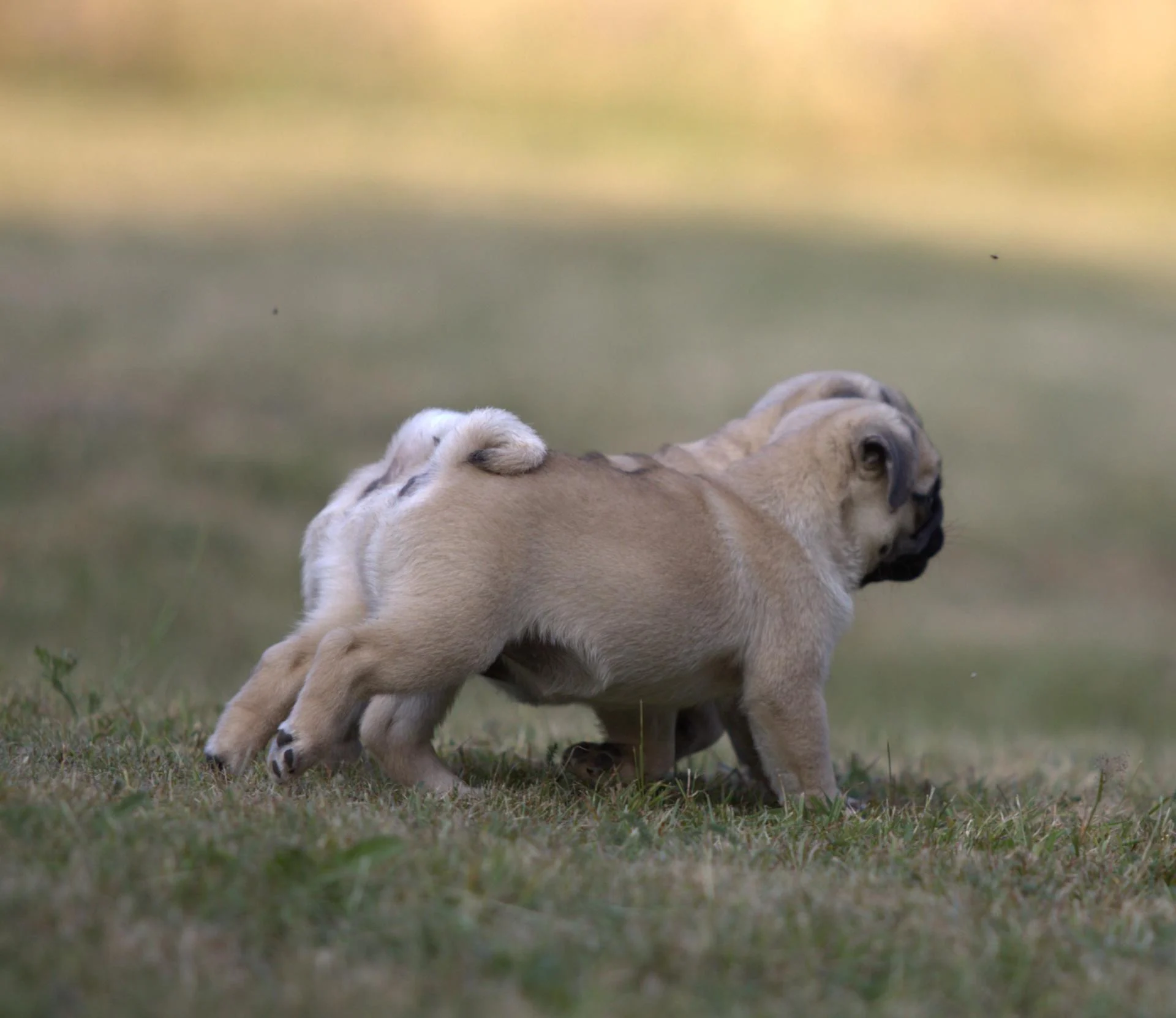 Élevage de Carlins – Le Val de l’Enchanteur | Chiots LOF en France