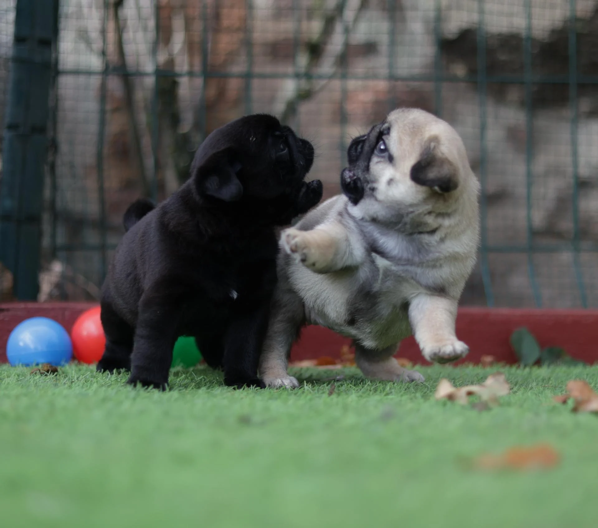 Élevage de Carlins – Le Val de l’Enchanteur | Chiots LOF en Fran