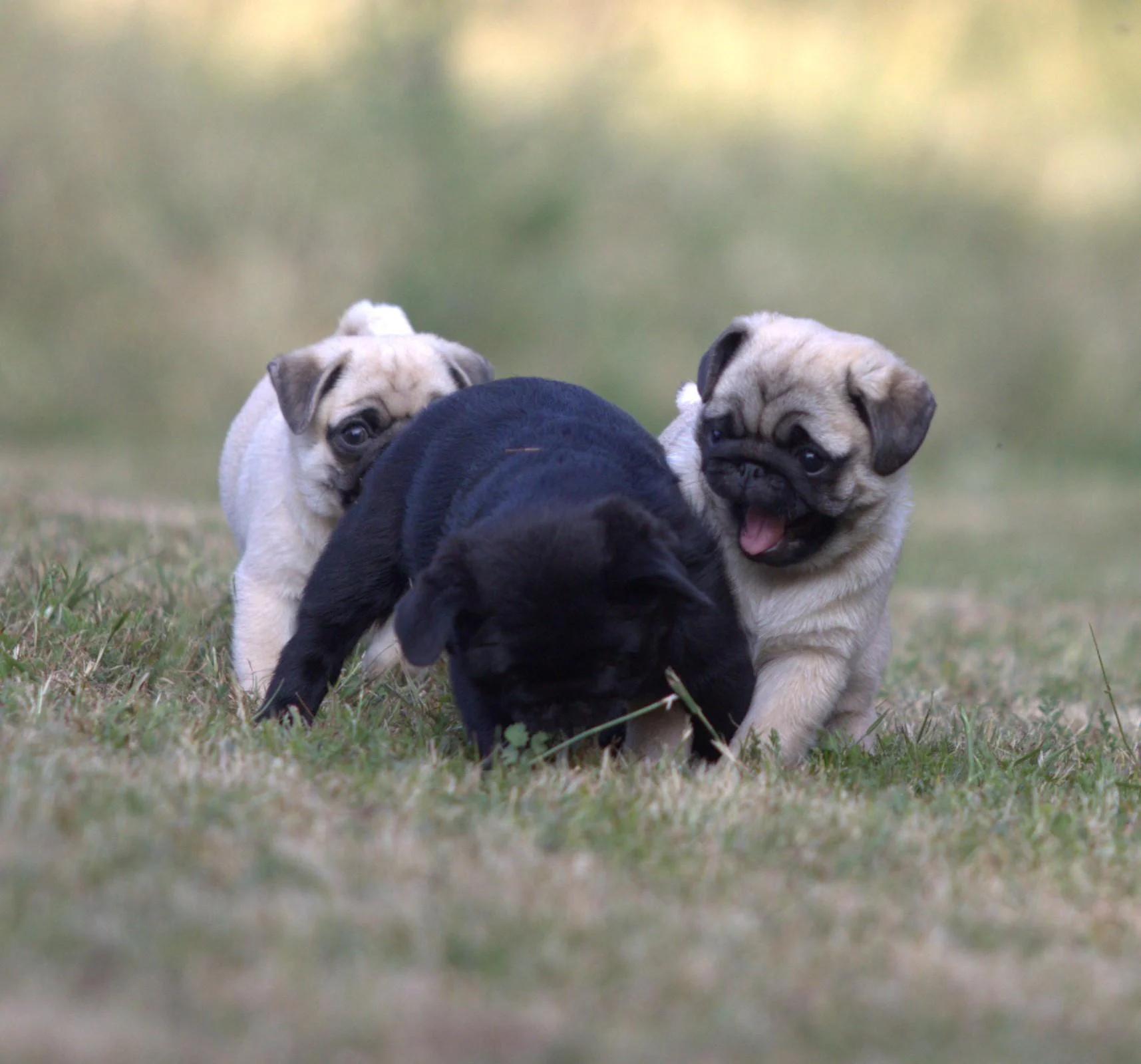 Élevage de Carlins – Le Val de l’Enchanteur | Chiots LOF en France
