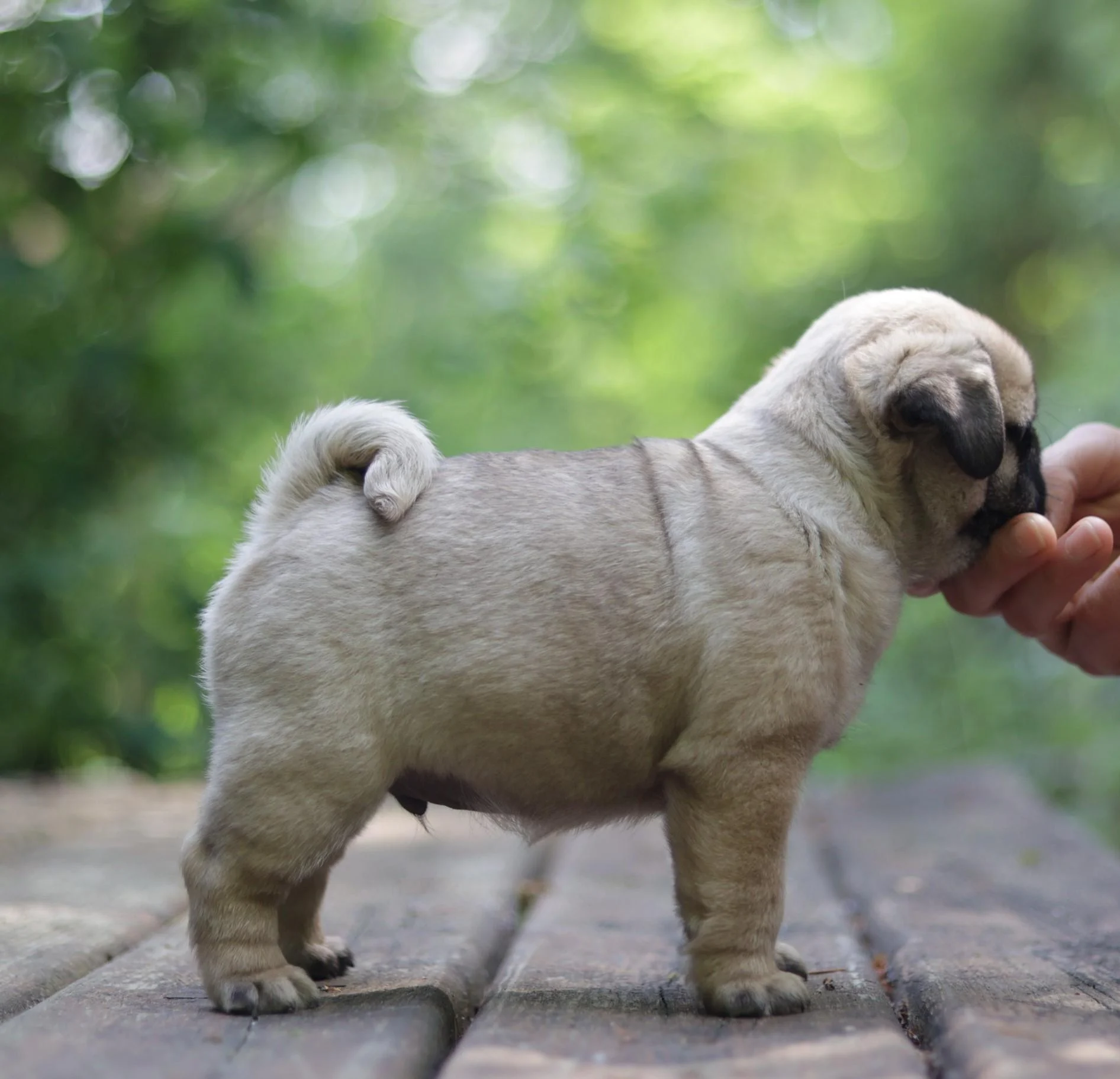 Élevage de Carlins – Le Val de l’Enchanteur | Chiots LOF en France