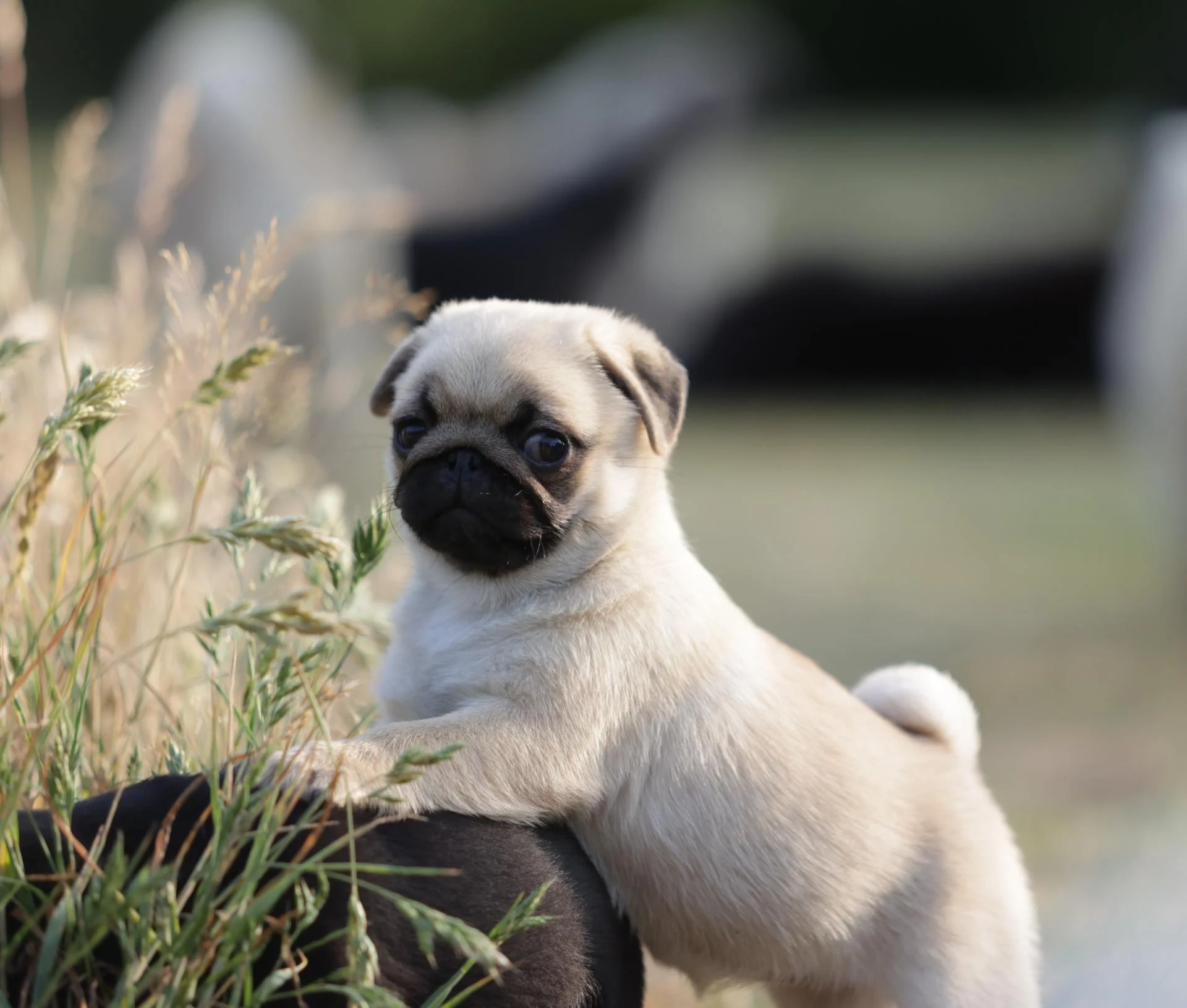 Élevage de Carlins – Le Val de l’Enchanteur | Chiots LOF en Fran