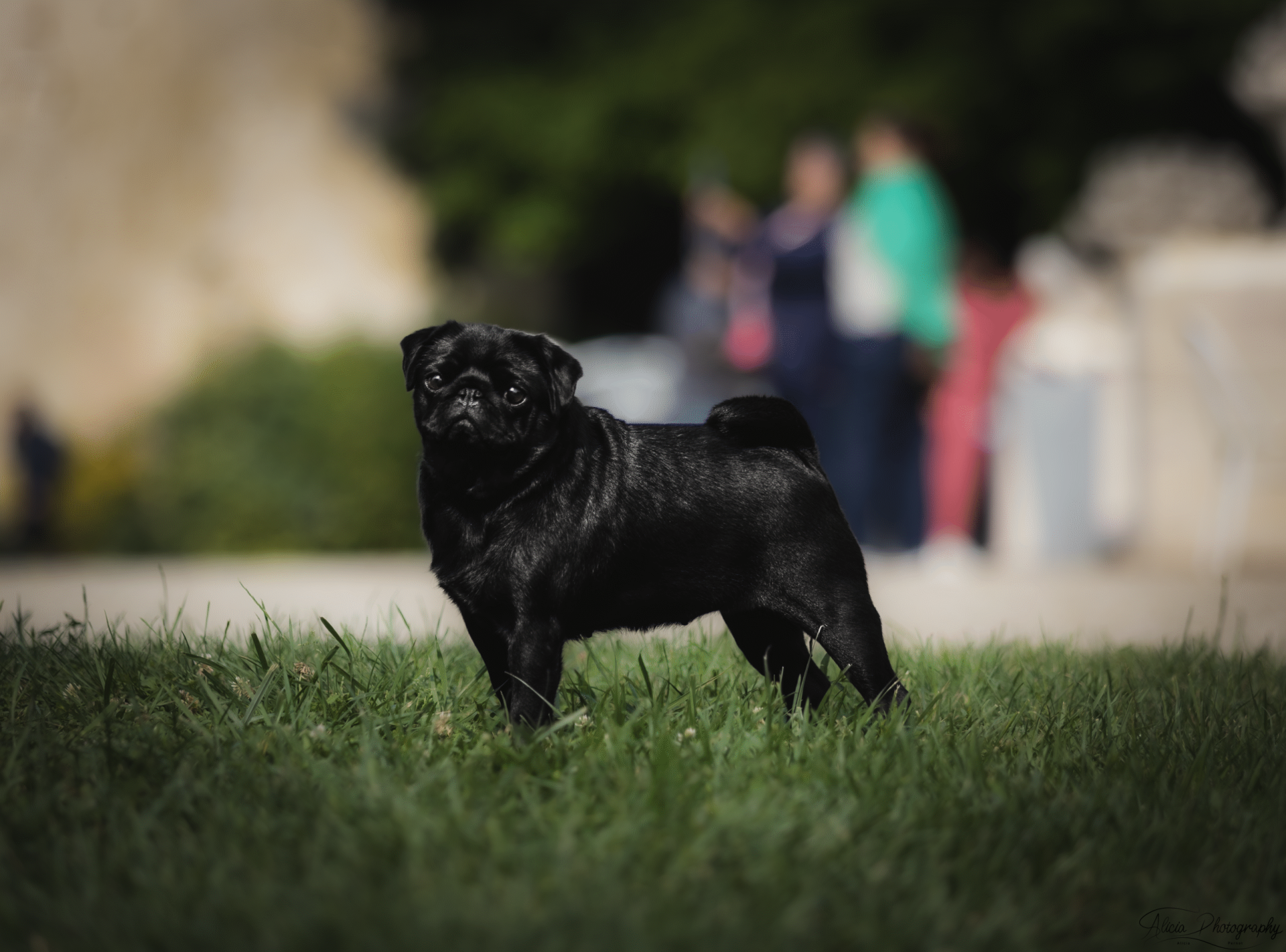Élevage de Carlins – Le Val de l’Enchanteur | Chiots LOF en France