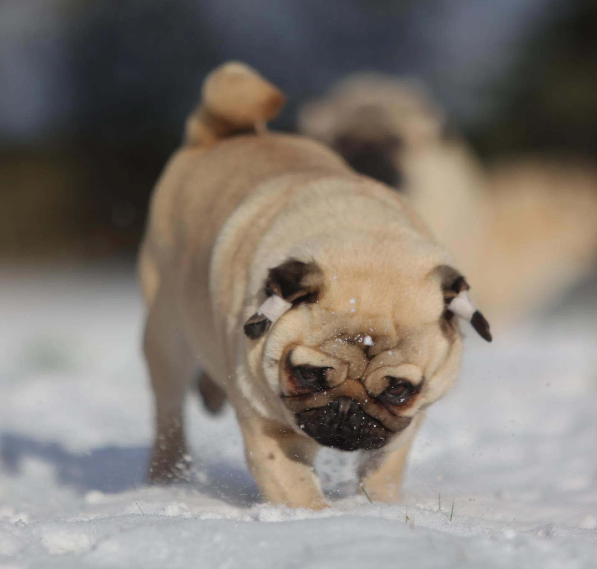 Élevage de Carlins – Le Val de l’Enchanteur | Chiots LOF en France