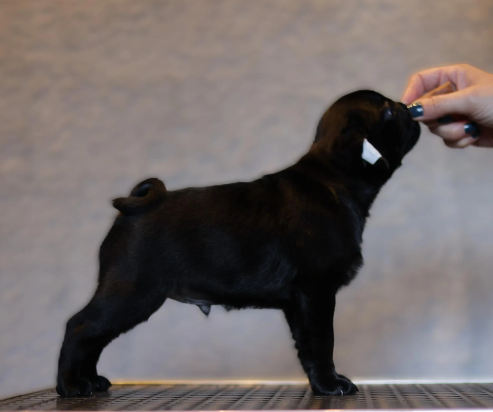 Élevage de Carlins – Le Val de l’Enchanteur | Chiots LOF en France