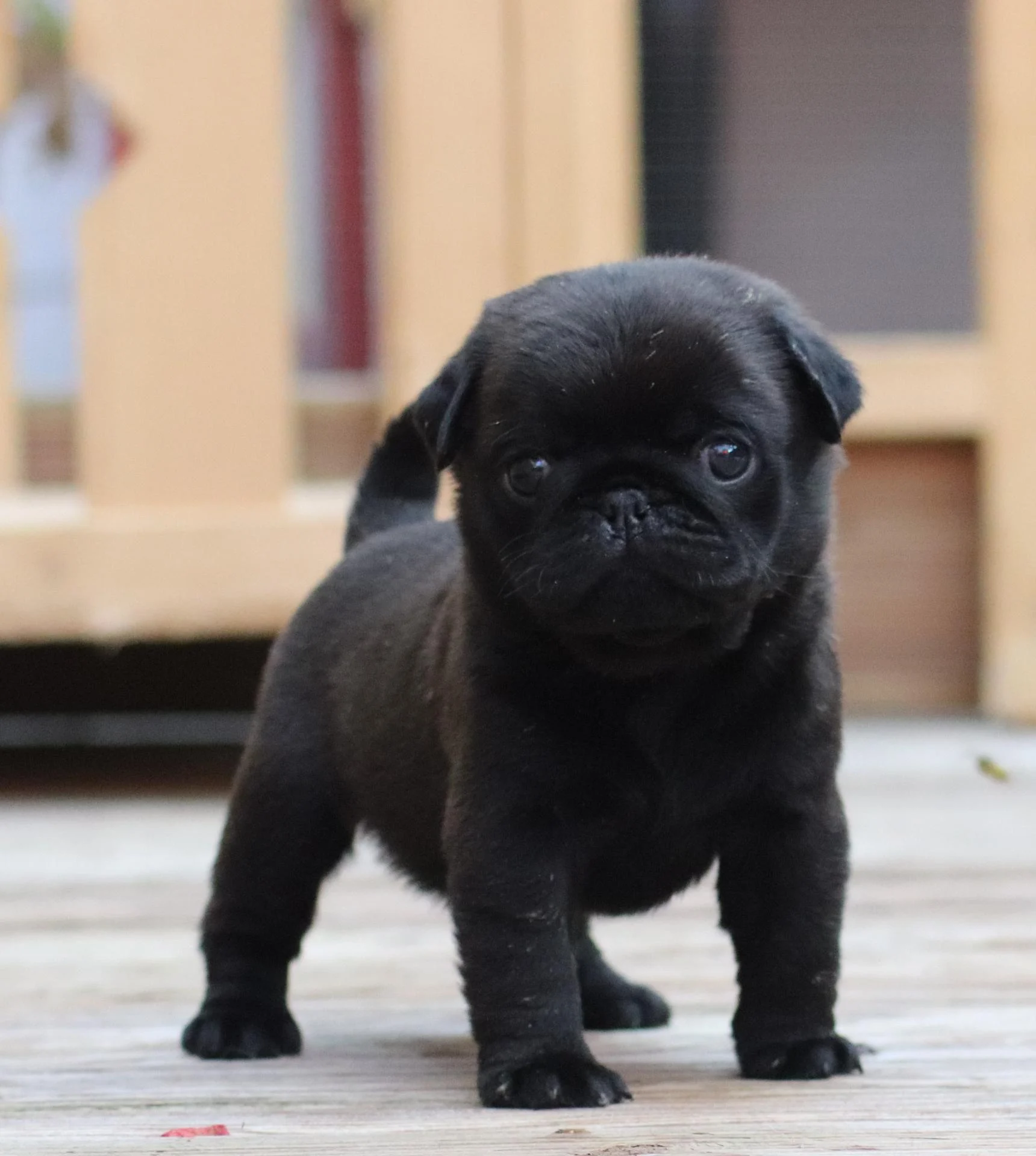 Élevage de Carlins – Le Val de l’Enchanteur | Chiots LOF en France