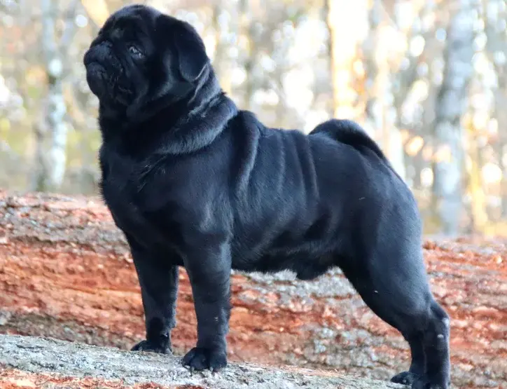 Élevage de Carlins – Le Val de l’Enchanteur | Chiots LOF en France