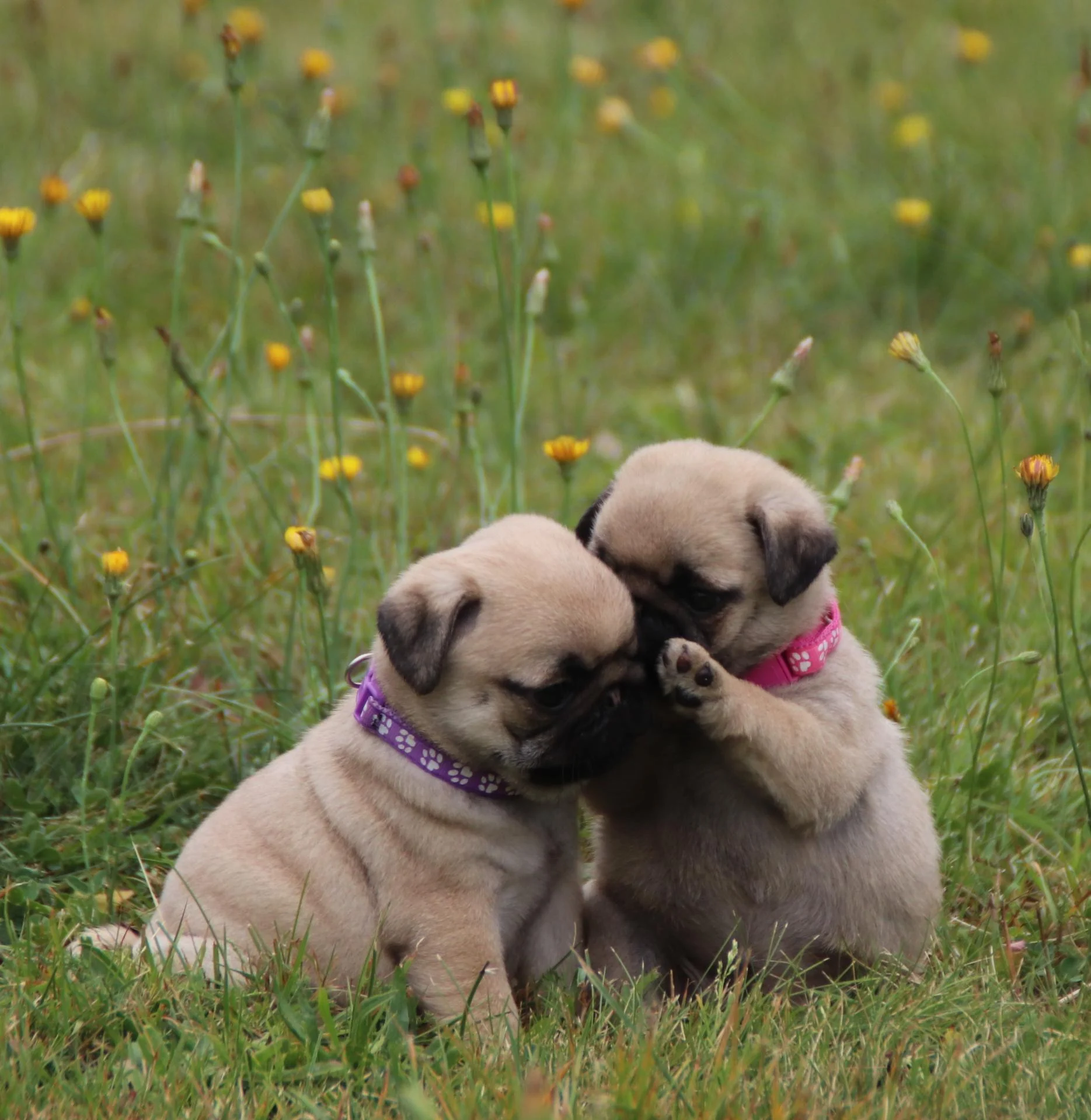 Élevage de Carlins – Le Val de l’Enchanteur | Chiots LOF en France