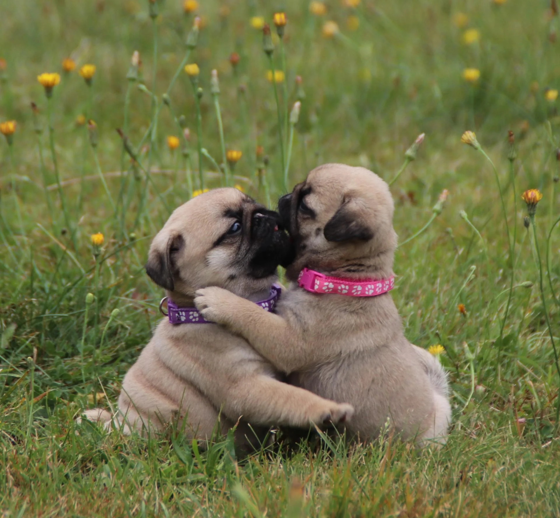 Élevage de Carlins – Le Val de l’Enchanteur | Chiots LOF en France