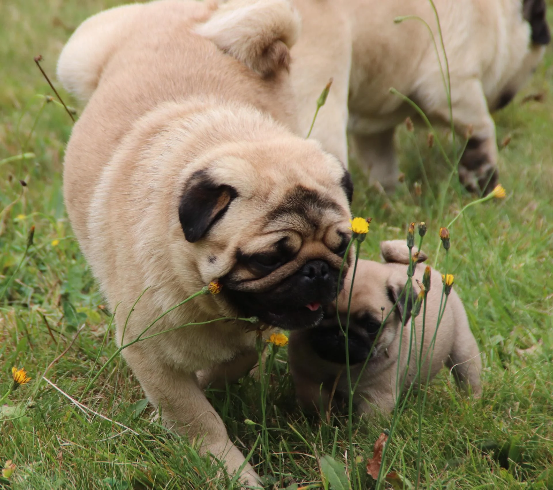 Élevage de Carlins – Le Val de l’Enchanteur | Chiots LOF en France