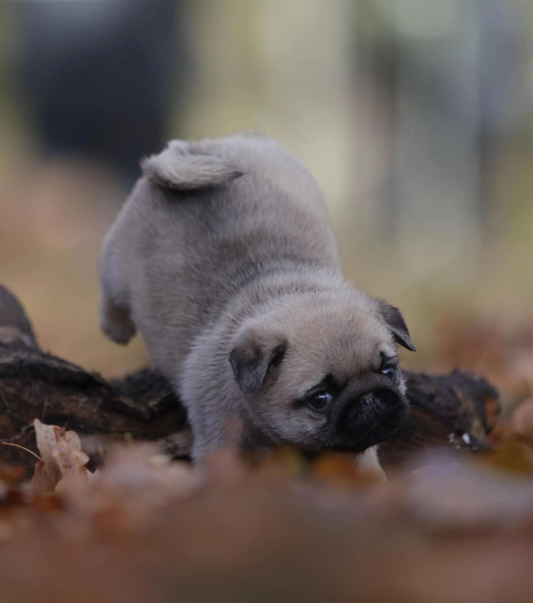Élevage de Carlins – Le Val de l’Enchanteur | Chiots LOF en France