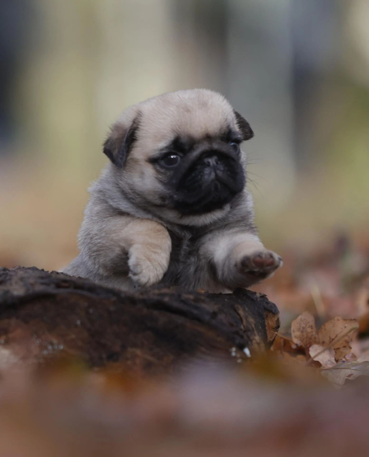 Élevage de Carlins – Le Val de l’Enchanteur | Chiots LOF en France