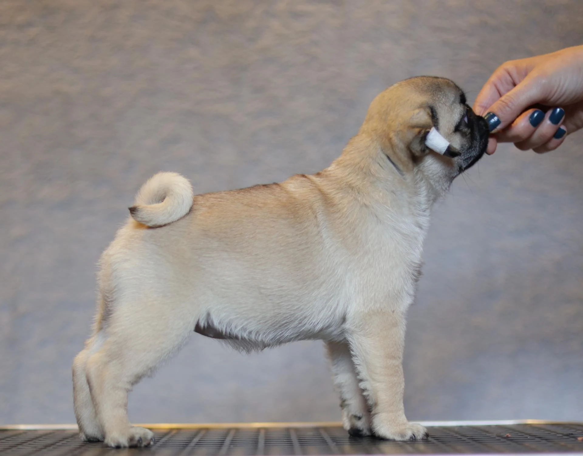 Élevage de Carlins – Le Val de l’Enchanteur | Chiots LOF en France