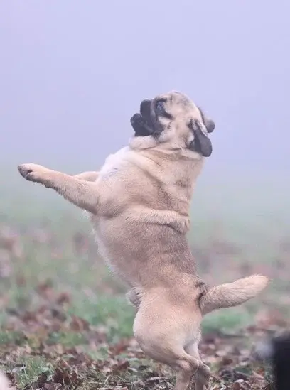 mops