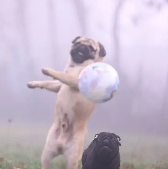mops