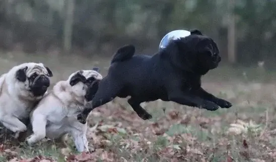 mops