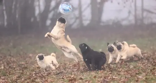 mops