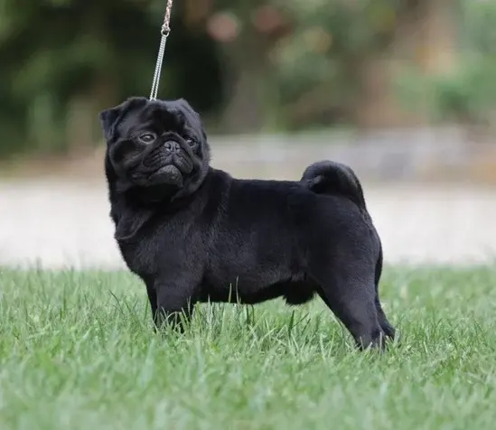 Élevage de Carlins – Le Val de l’Enchanteur | Chiots LOF en France