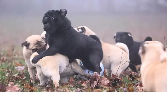 mops