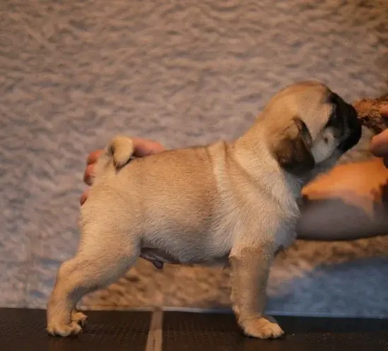 Élevage de Carlins – Le Val de l’Enchanteur | Chiots LOF en France