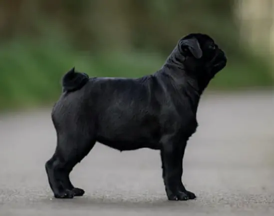 Élevage de Carlins – Le Val de l’Enchanteur | Chiots LOF en France