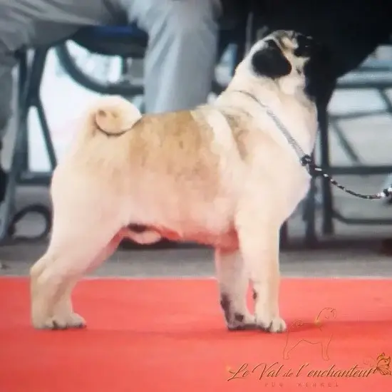 Élevage de Carlins – Le Val de l’Enchanteur | Chiots LOF en France